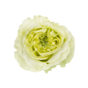 ROSE, 50CM GREEN, SUPER GREEN