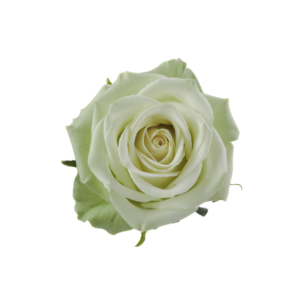 ROSE, 50CM GREEN, GREEN TEA