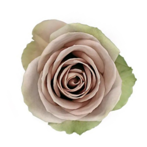 ROSE, 50CM LAVENDER, AMNESIA
