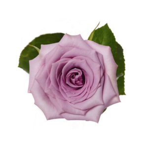 ROSE, 50CM LAVENDER, AVANTE GARDE