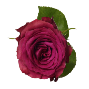 ROSE, 50CM LAVENDER, BLUEBERRY