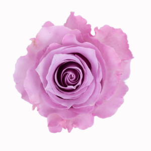 ROSE, 50CM LAVENDER, BLUE DREAM