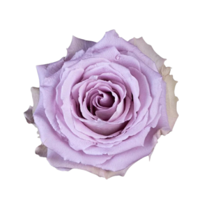 ROSE, 50CM LAVENDER, COOL DOWN