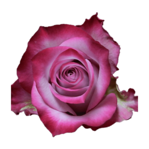 ROSE, 50CM LAVENDER, DEEP PURPLE