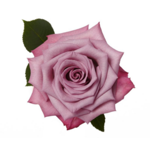 ROSE, 50CM LAVENDER, MOODY BLUES