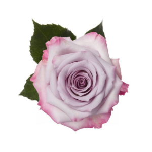 ROSE, 50CM LAVENDER, PURPLE HAZE