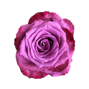 ROSE, 50CM LAVENDER, PIACERE