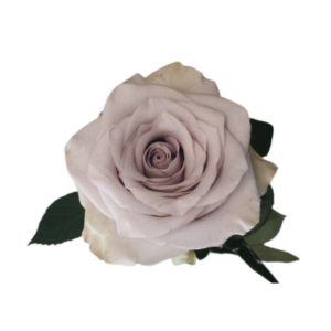 ROSE, 50CM LAVENDER, SAFI