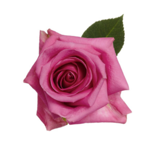 ROSE, 50CM LAVENDER, SOULMATE