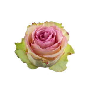 ROSE, 50CM NOVELTY, ESPERANCE
