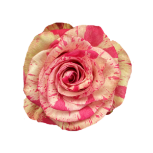 ROSE, 50CM NOVELTY, MAGIC TIMES