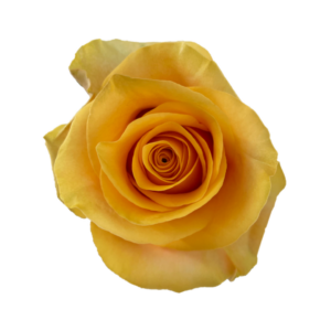 ROSE, 50CM NOVELTY, SERENADE