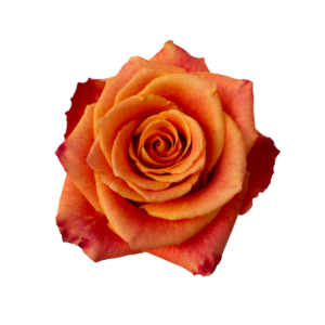 ROSE, 50CM NOVELTY, SILANTOI