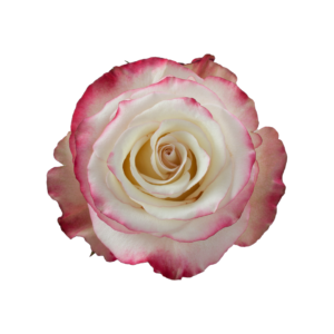 ROSE, 50CM NOVELTY, SWEETNESS