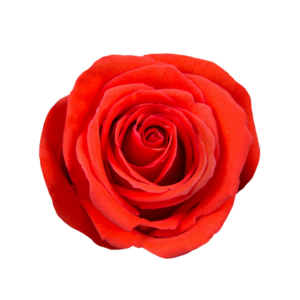 ROSE, 50CM ORANGE, NINA