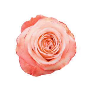 ROSE, 50CM PEACH, KAHALA