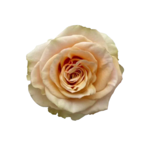 ROSE, 50CM PEACH, PEARL FINESSE