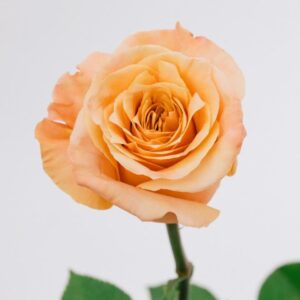 ROSE, 50CM PEACH, SHIMMER