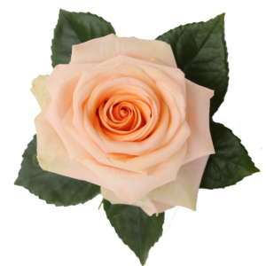 ROSE, 50CM PEACH, TIFFANY