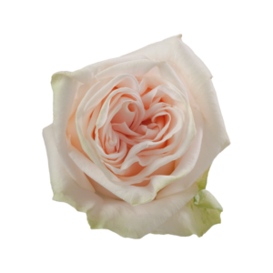 ROSE, 50CM PEACH, WEDDING SPIRIT