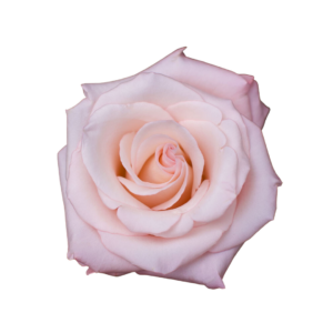 ROSE, 50CM PINK, CIELO