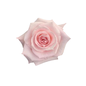 ROSE, 50CM PINK, PINK CLOUD