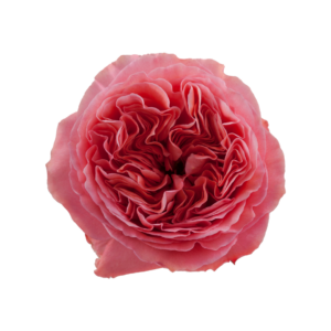 ROSE, 50CM PINK, CANDY XPRESSION