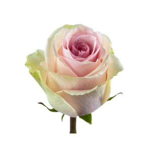 ROSE, 50CM PINK, DUCHESSE
