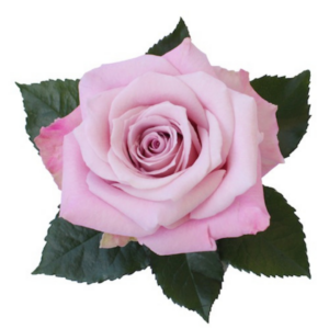 ROSE, 50CM PINK, FAITH