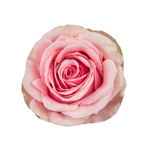 ROSE, 50CM PINK, GERALDINE