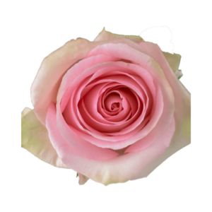 ROSE, 50CM PINK, LORRAINE