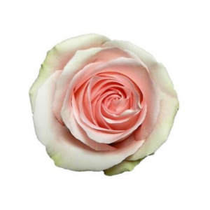 ROSE, 50CM PINK, LUCIANO