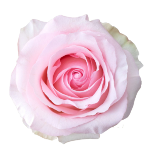 ROSE, 50CM PINK, NENA