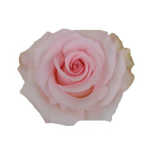 ROSE, 50CM PINK, NOVIA