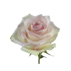 ROSE, 50CM PINK, RAGAZZA