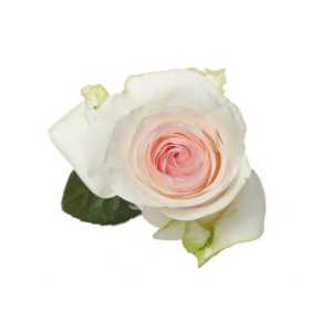 ROSE, 50CM PINK, SENORITA