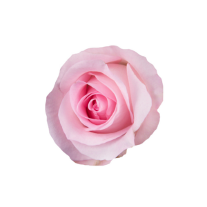 ROSE, 50CM PINK, SWEET AKITO