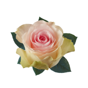 ROSE, 50CM PINK, SWEET LADY