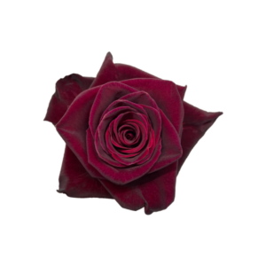 ROSE, 50CM RED, BLACK BACARRA