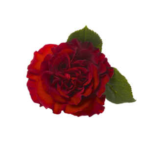 ROSE, 50CM RED, HEARTS