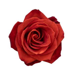 ROSE, 50CM TERRACOTTA, CAFE DEL MAR