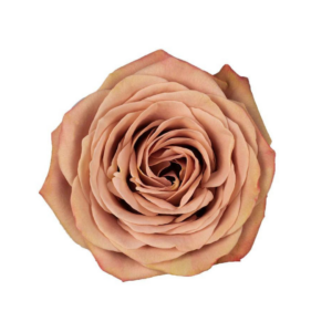ROSE, 50CM TERRACOTTA, CAPPUCCINO 10-ST