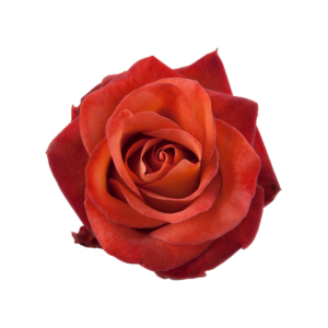 ROSE, 50CM TERRACOTTA, COFFEE BREAK