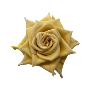 ROSE, 50CM TERRACOTTA, COMBO