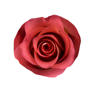 ROSE, 50CM TERRACOTTA, LEONIDAS