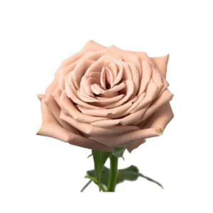 ROSE, 50CM TERRACOTTA, MOCHA