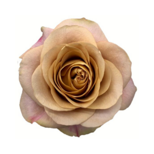 ROSE, 50CM TERRACOTTA, SYMBOL