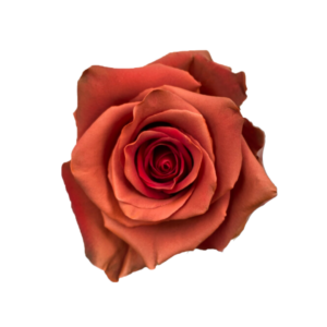 ROSE, 50CM TINTED, LEATHER