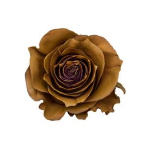 ROSE, 50CM TINTED, STALK THE SUN