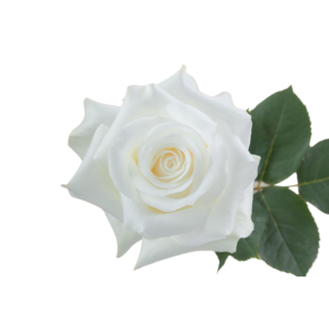 ROSE, 50CM WHITE, AKITO